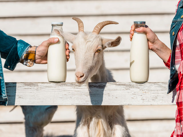 A goat in between two bottles of goat's milk